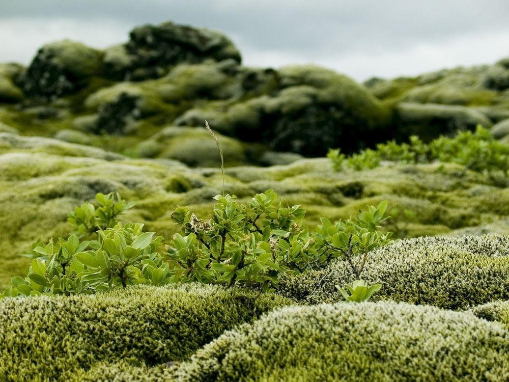 Comprehensive Guide on the Benefits of Icelandic Moss Supplements