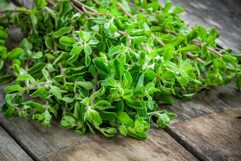 Marjoram