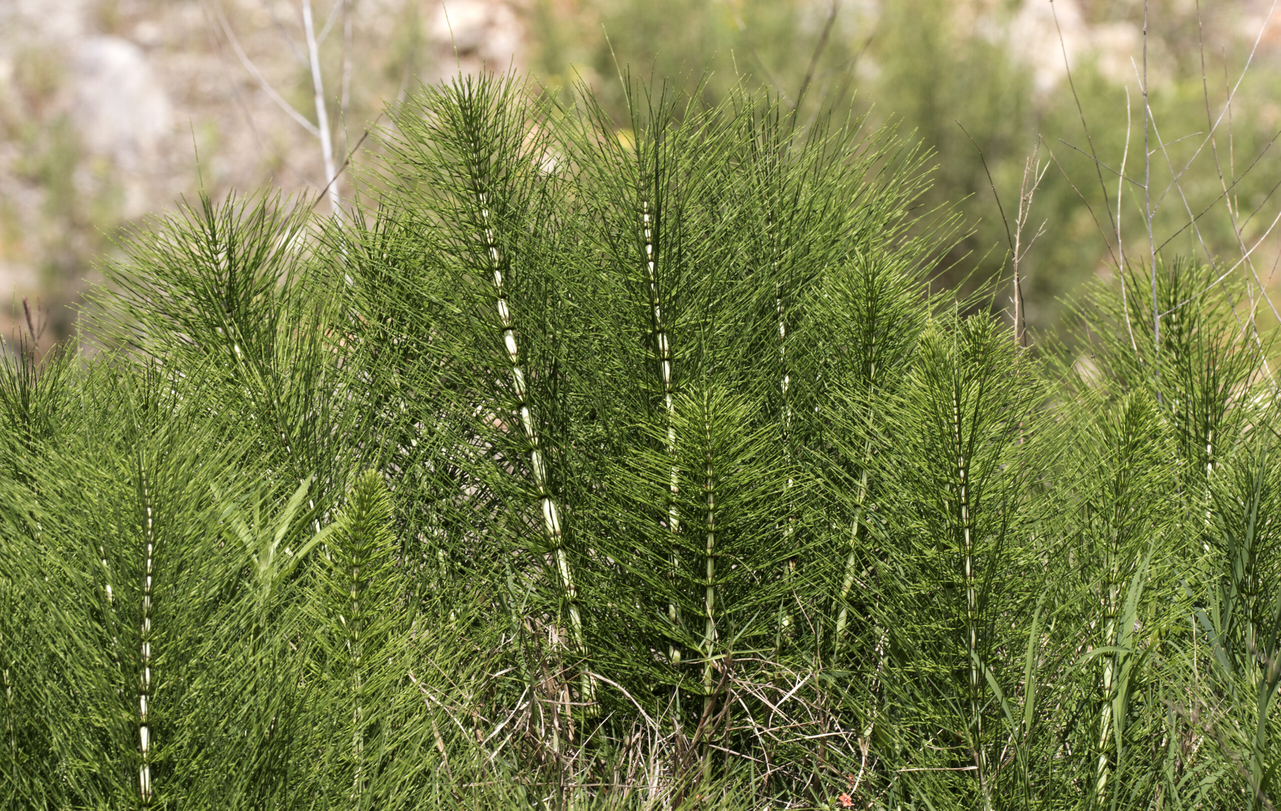 The Comprehensive Guide to the Benefits of Horsetail Supplements