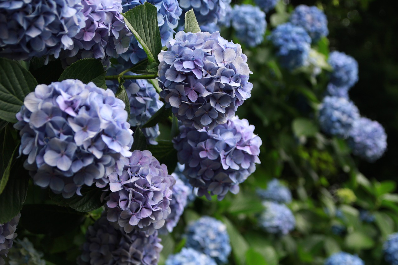 The Comprehensive Guide to the Benefits of Hydrangea Supplements