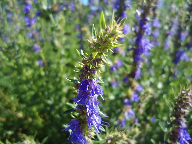 The Comprehensive Guide to the Benefits of Hyssop Supplements